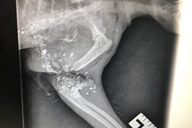 X-ray of Duchy, a cat that suffered horrendous injuries after he was shot with what is believed to have been a modified rifle near its home in Heswall, Merseyside.