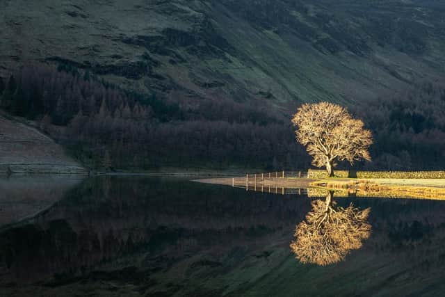 Phil Evans beautiful view of a tree caught in the bright sunlight on the edge of Buttermere
