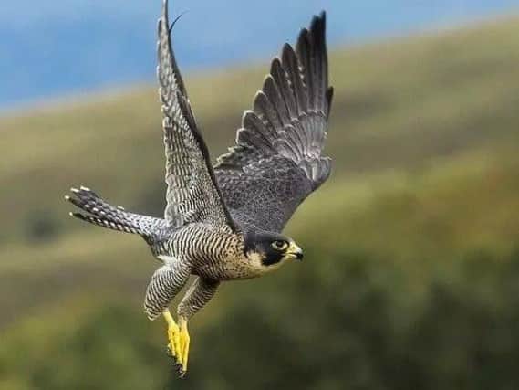 Catch a Bird of Prey display on the moors