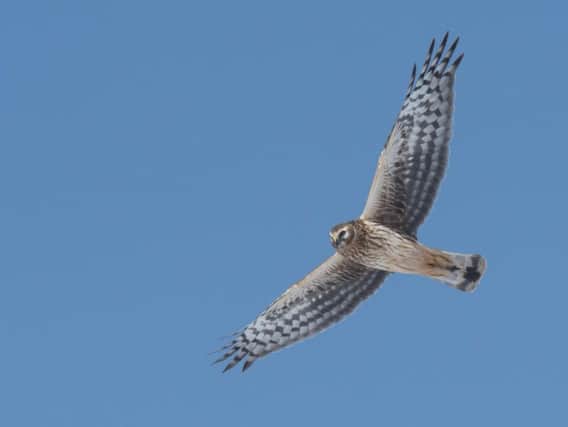 Female hen harrier