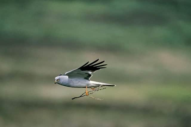 Male hen harrier