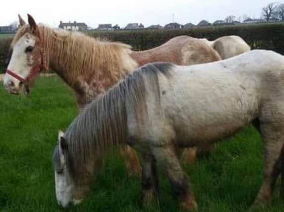 These three horses were reported loose near Slyne Road in Lancaster at 8.15am on Thursday, April 4.