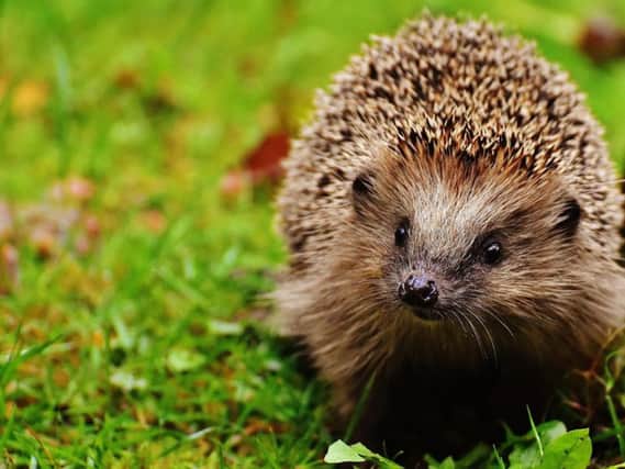A correspondent is concerned about the plight of hedgehogs and other wildlife