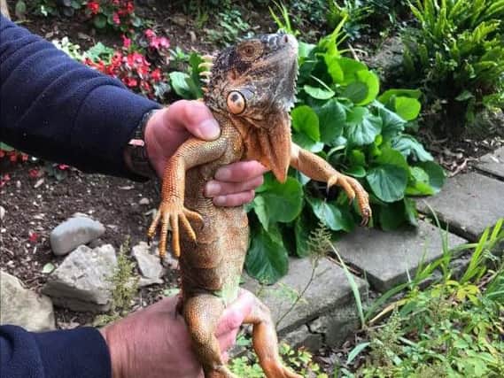 Iggy the Iguana who was rescued from over a canal in Sunningdale Crescent, Hest Bank, in September 2018.