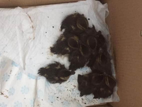 The ducklings rescued by police in Lancaster tonight