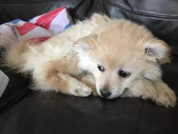 The Pomerian-type pup was so badly injured he had to be put to sleep