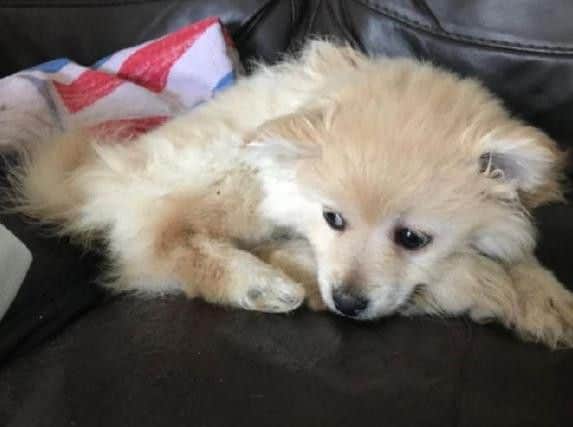 The puppy shortly after it was found buried in a field in Leyland. It has now been put to sleep because of the extent of its injuries.