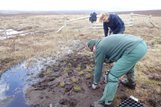 Volunteers plant plugs of cotton grass on Bleasdale