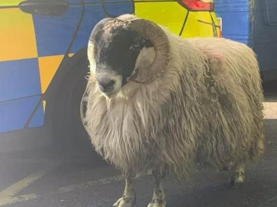 The Lancashire Police dog unit had a field day trying to catch this runaway sheep as it hoofed its way down Lancaster's busy one-way system this morning (May 21).