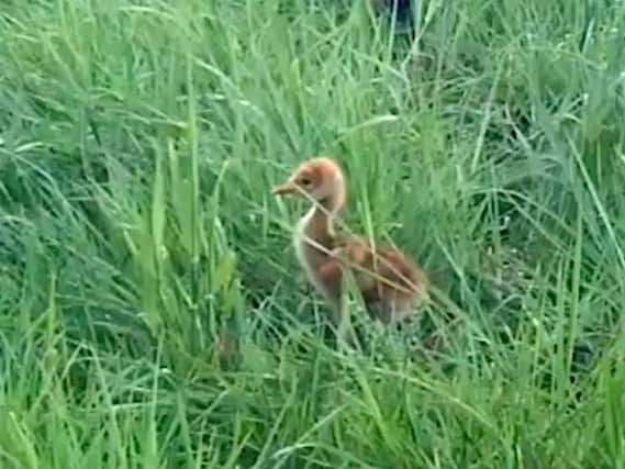 Newly hatched crane chick, the first to be born at Wicken Fen in at least 120 years.