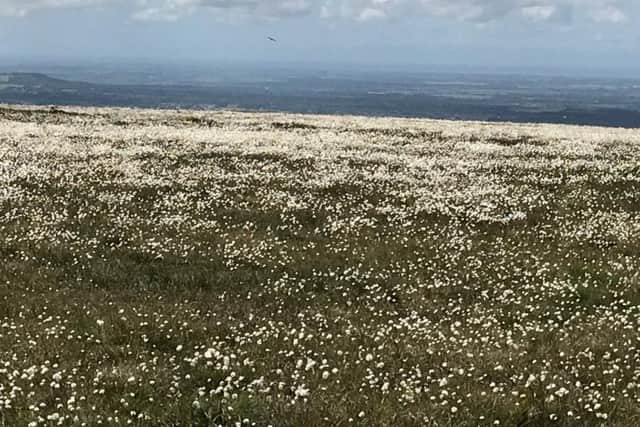 White flowers blooming on the Winter Hill near Bolton