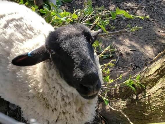 Lammy the two-year-old sheep