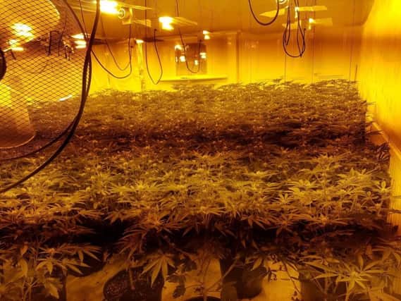 The cannabis farm. Photo: Preston police