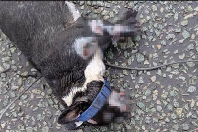 A horrified member of the public found the dog's body tied to a long piece of wire at around 6.30am on Monday, June 17. Image: RSPCA
