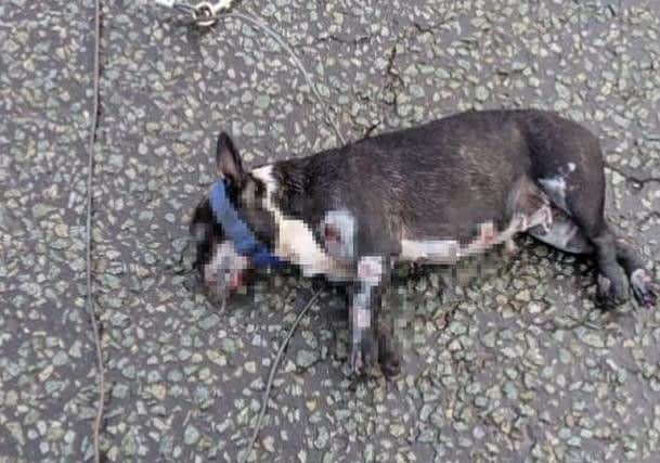The body of a French Bulldog which was tied to a vehicle and dragged to its death in Bootle, Liverpool. Image: RSPCA
