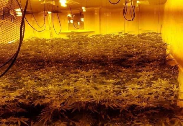 The cannabis farm was discovered at a home in Garrison Road, Preston on Tuesday, June 25
