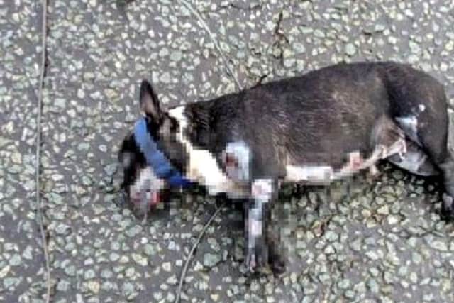The body of a French Bulldog which was tied to a vehicle and dragged to its death in Bootle, Liverpool. Image: RSPCA