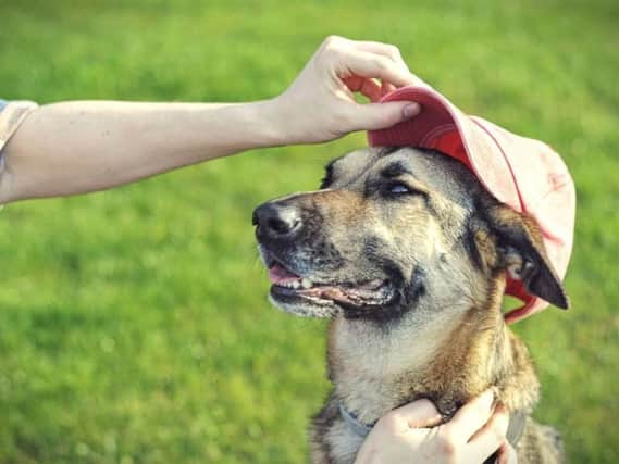 As temperatures rise, with bright skies and longer days, it can be difficult to keep your pooch safe (Photo: Agnieska Boeske)