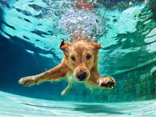 Swimming is great exercise for your dog and can be a good alternative to walking in the summer months. Swimming can also help to keep them cool (Photo: Shutterstock)