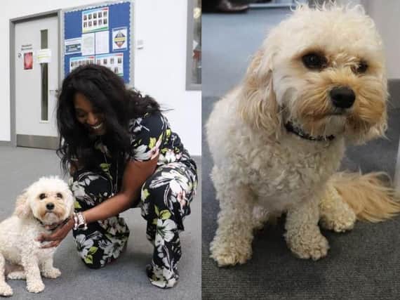 Biscuit, a therapy dog, has been busy making friends at Fulwood Academy on his first day at school