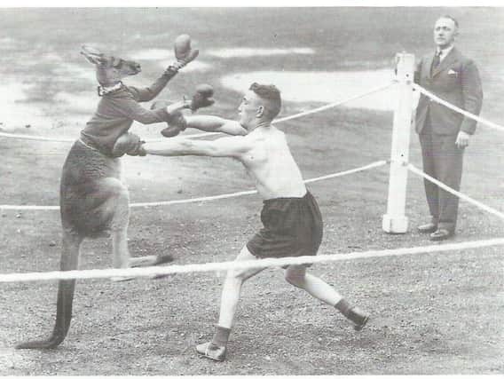 Lancashire boxer Jim Bennetts, aka Kid Dempsey, fighting a kangaroo