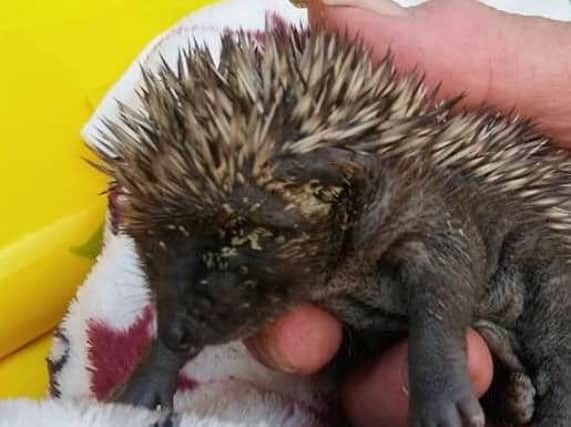 One of the many baby hedgehogs recently admitted to the care of Chorley Hedgehog Rescue. Credit: Chorley Hedgehog Rescue