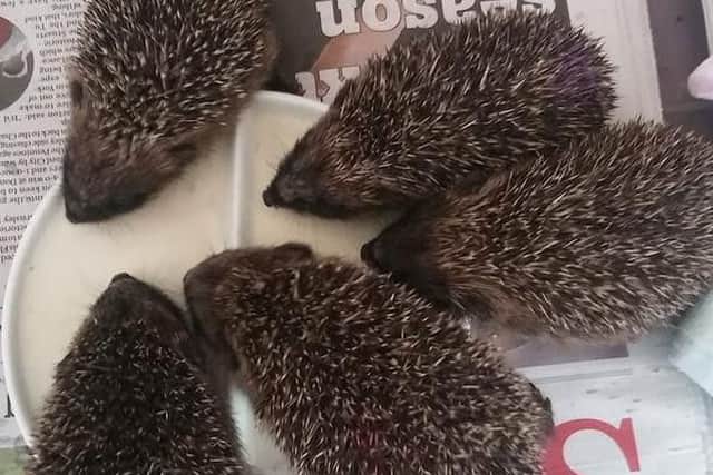 Can you give these baby hedgehogs a home? Credit: Chorley Hedgehog Rescue Centre