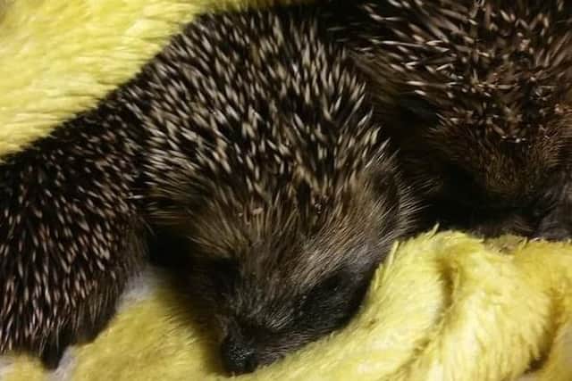 The charity, operated from the home of Janette Jones in from Chorley, has been caring for injured, poorly and abandoned hedgehogs since 2015. Credit: Chorley Hedgehog Rescue
