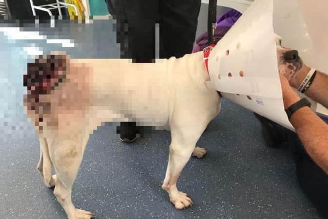 The dog had tumours in her mouth and an awful open wound at the base of her tail