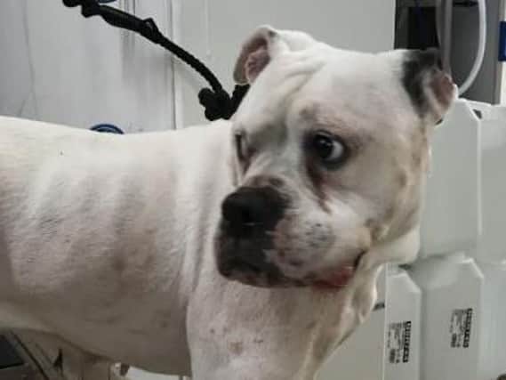 The abandoned female Boxer was handed into an animal centre in Accrington after it was found riddled with tumours and a hideous open wound