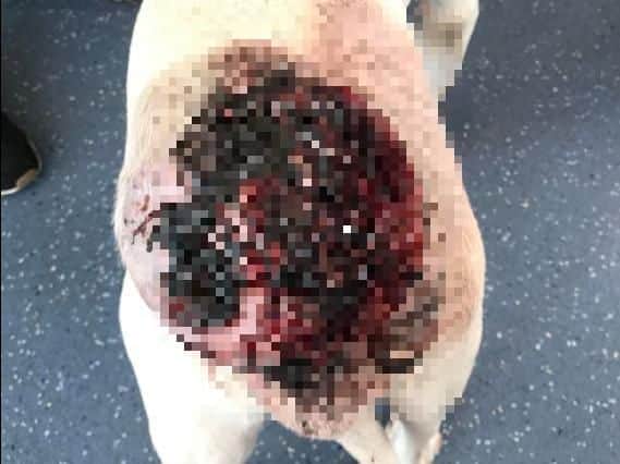 Vets suspect the open wound had been a tumour that had ulcerated before bursting and becoming infected