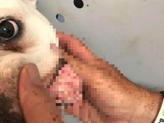 The dog had been suffering from untreated tumours in her mouth