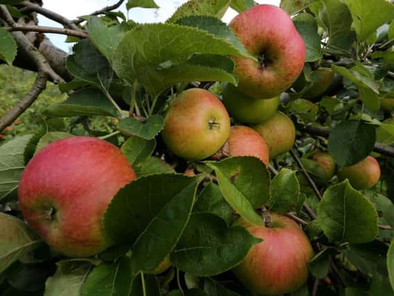 An apple carries an average of about 100 million bacteria