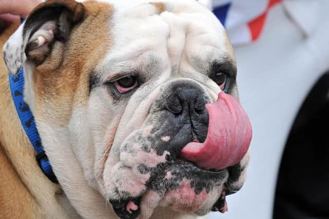 Would a bulldog be Boris' choice?