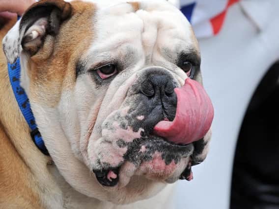 Would a bulldog be Boris' choice?