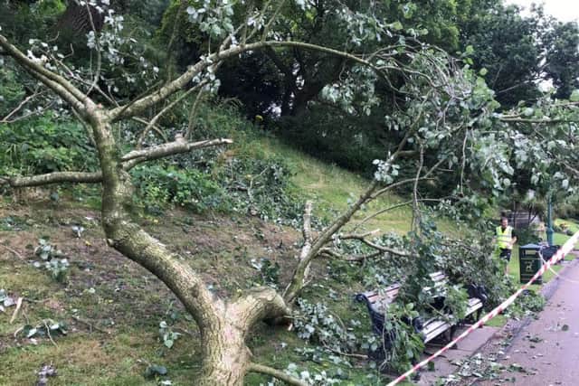 The fallen tree in Avenham and Miller Park, Preston