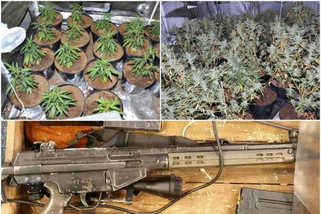 Police found 95 cannabis plants, along with weapons.