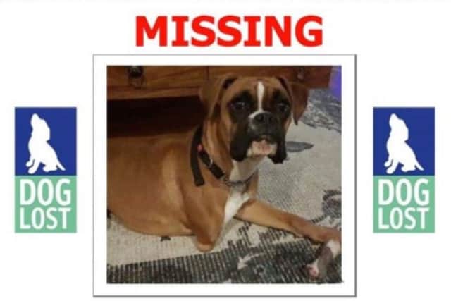Tilly, a 3 year old boxer, has been missing since Wednesday.
