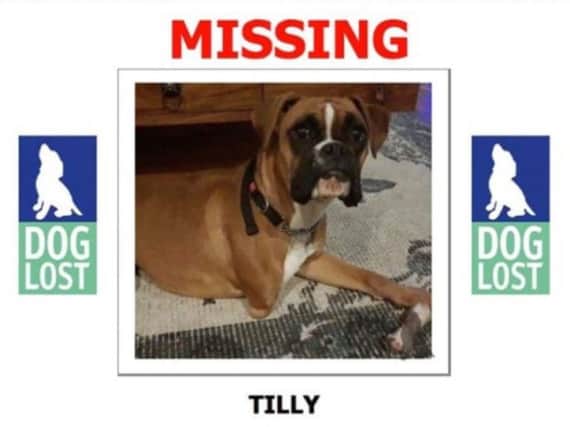Tilly, a 3 year old boxer, has been missing since Wednesday.