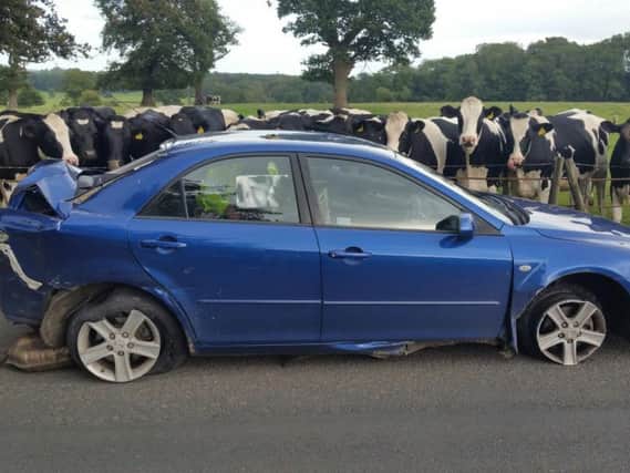 Even the cows were surprised at the state of this damaged car
