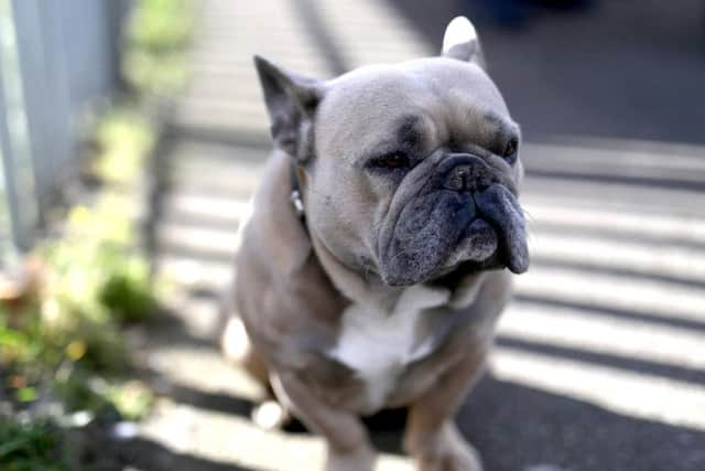 Dogs have a habit of winning hearts, but scientists say they can also help keep them healthy.