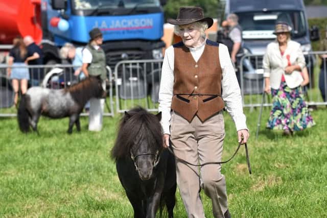 Sylvia Stuart with her Miniature Shetland Pony Pocket Rocket pictured in the judging ring