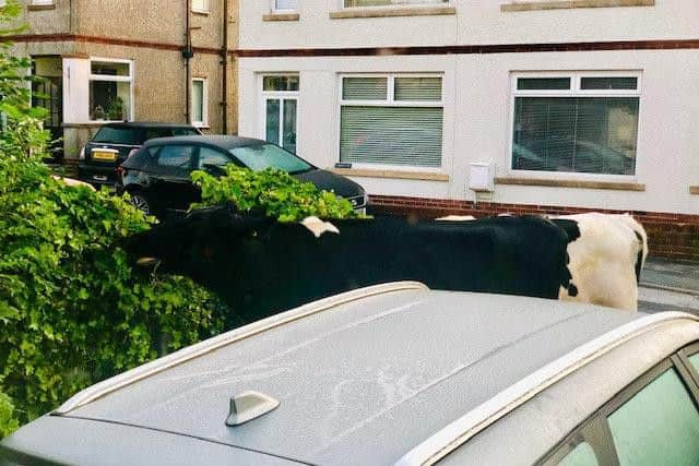 A cow nibbling the hedge.