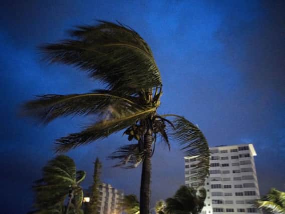 Strong winds move the palms of the palm trees at the first moment of the arrival of Hurricane Dorian in Freeport, Grand Bahama, Bahamas, Sunday Sept. 1, 2019. (AP Photo/Ramon Espinosa)