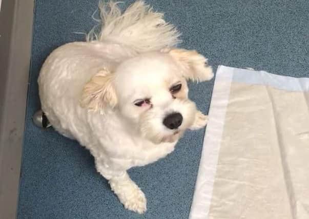 Billy, a 6-year-old Cavachon (Cavalier King Charles and Bichon Frise cross) had to be rushed to the vets after eating a cookie laced with cannabis on a walk in Leyland on Saturday (September 14)
