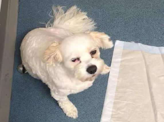 Billy, a 6-year-old Cavachon (Cavalier King Charles and Bichon Frise cross) had to be rushed to the vets after eating a cookie laced with cannabis on a walk in Leyland on Saturday (September 14)
