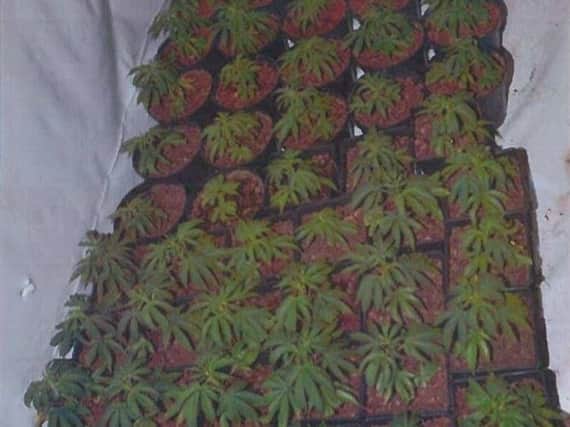 One of Lancashire's biggest ever cannabis farms has been raided in Apex Trading Estate, Lower Eccleshill, Darwen at around 10am yesterday (October 8)