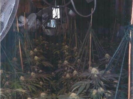 Police discovered the cannabis grow in units at the Apex Trading Estate, Lower Eccleshill, Darwen at about 10am on Tuesday (October 8)
