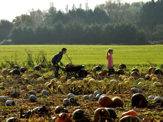 Pumpkin picking in Leyland