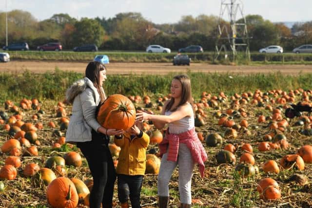 Pumpkin picking in Leyland